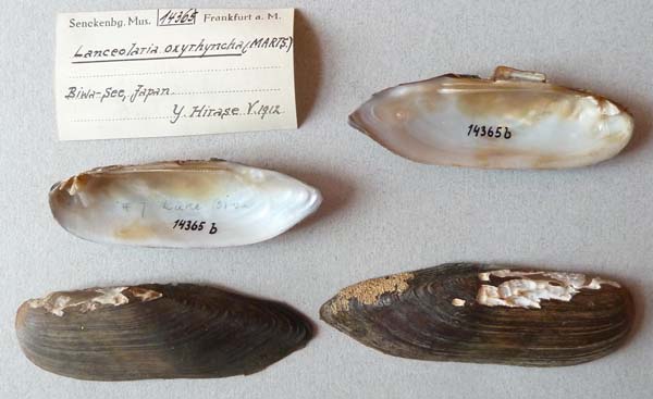 specimen