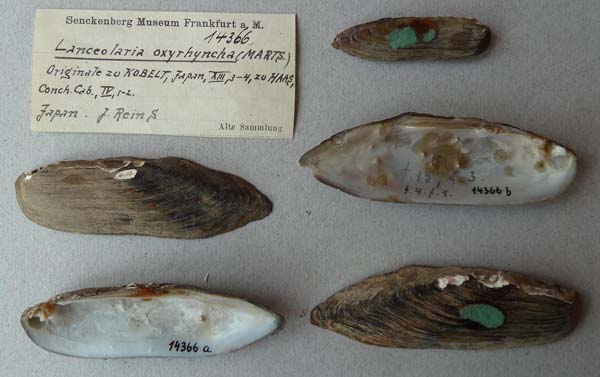 specimen