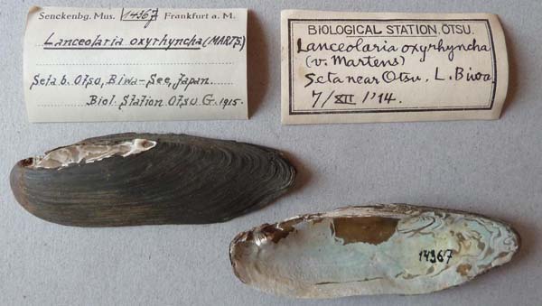 specimen