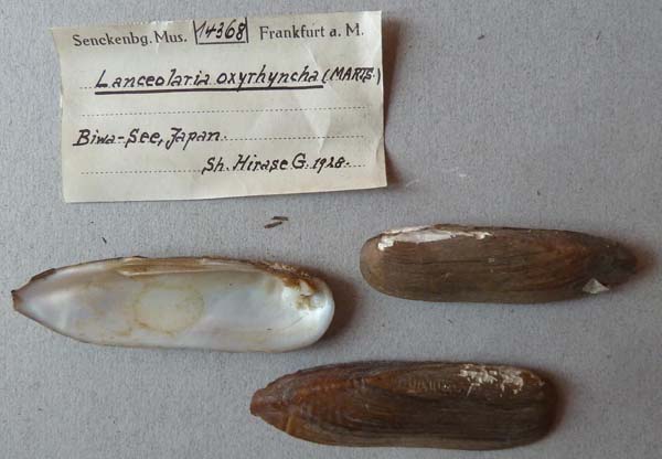 specimen