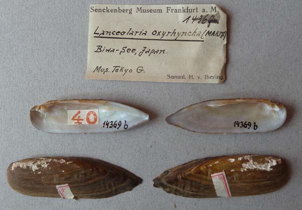 specimen