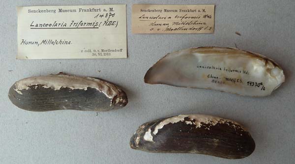 specimen