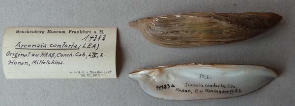 specimen