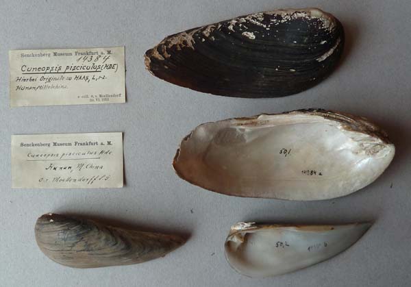 specimen