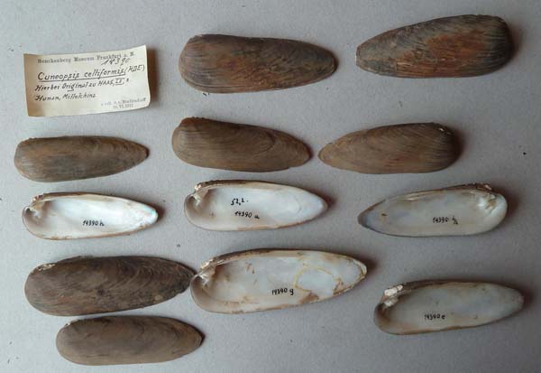 specimen