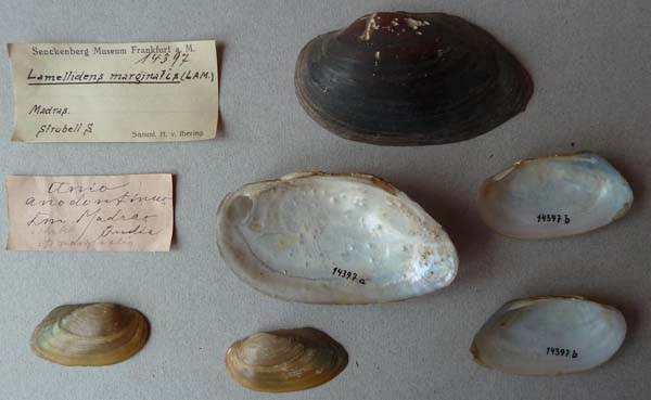 specimen