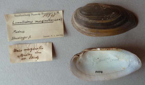 specimen