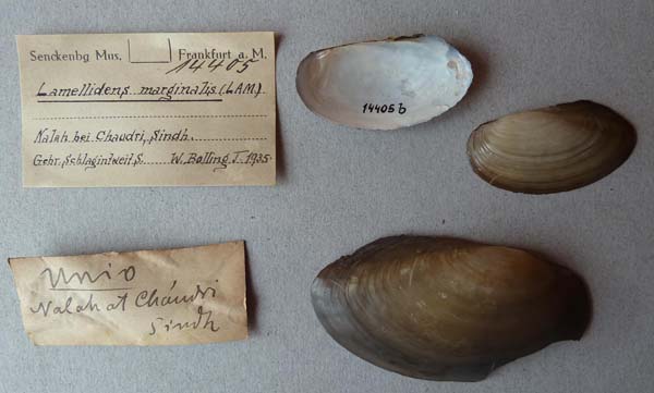 specimen