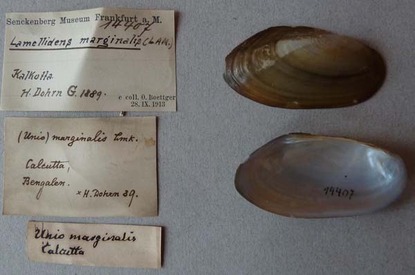 specimen