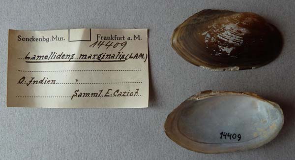 specimen