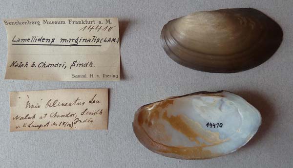specimen