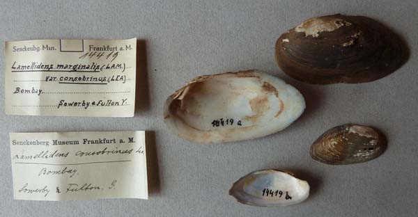 specimen