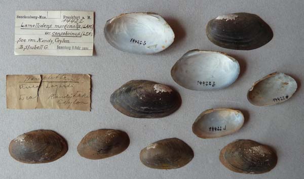 specimen