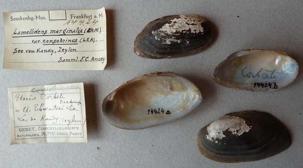 specimen