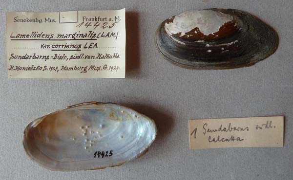 specimen