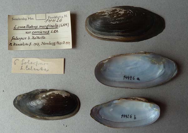 specimen