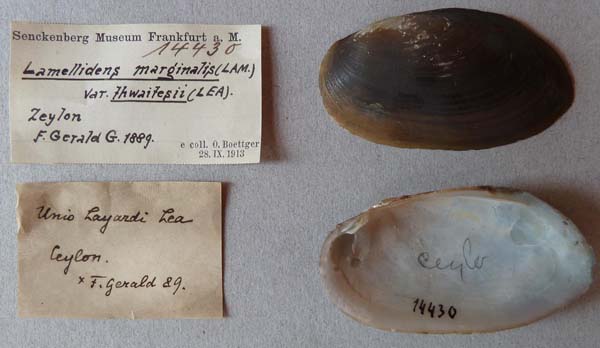 specimen