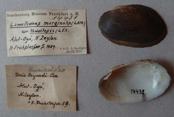 specimen