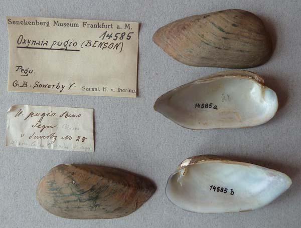 specimen
