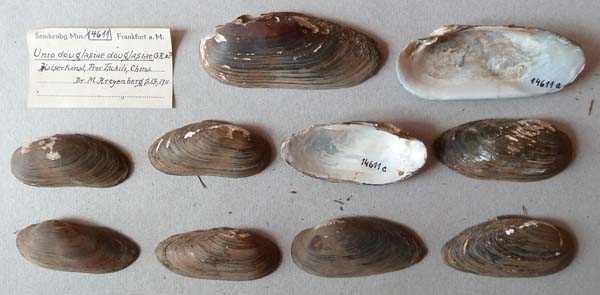 specimen