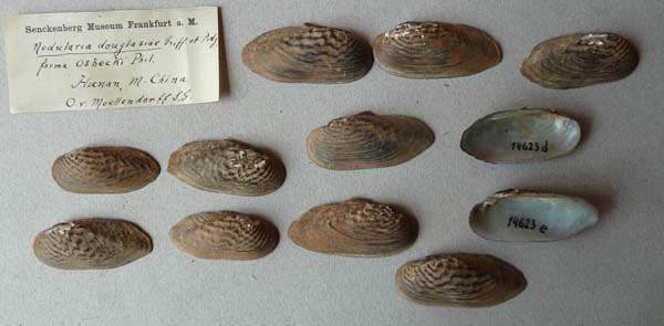 specimen