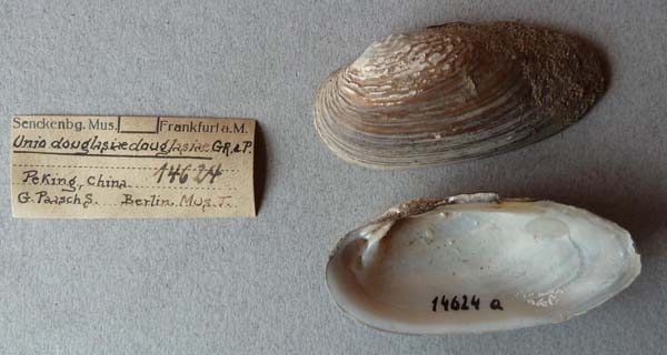 specimen