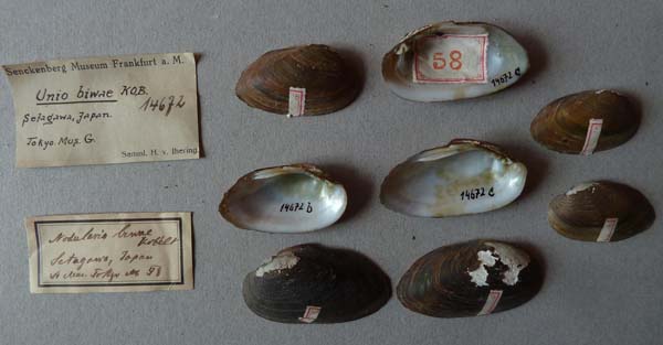 specimen
