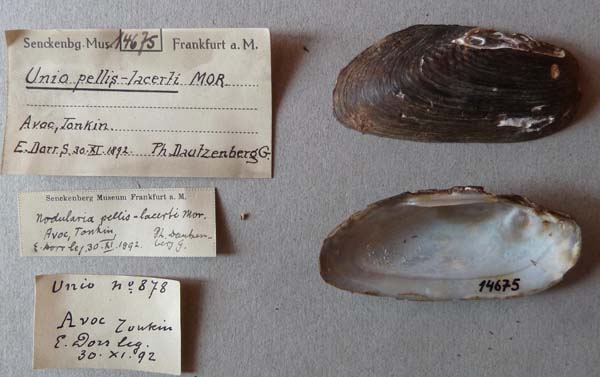 specimen