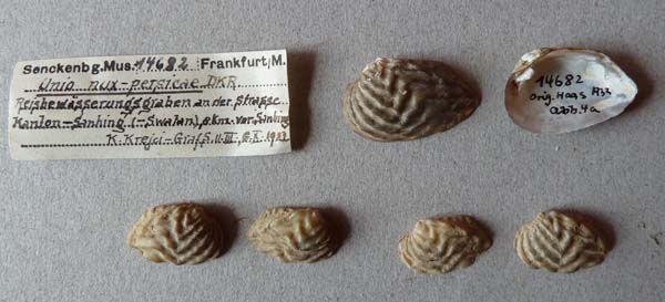 specimen