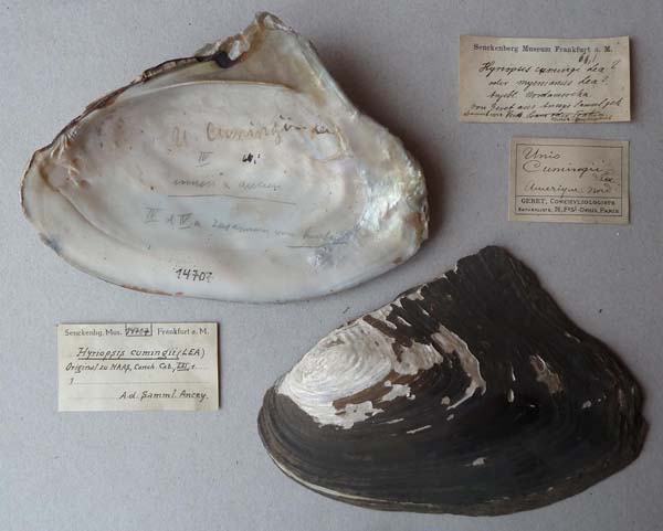 specimen