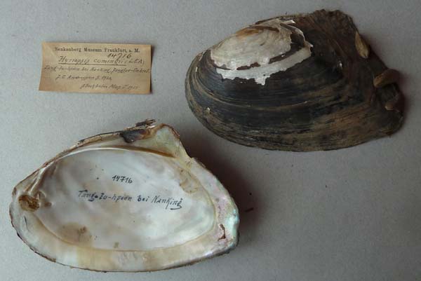 specimen
