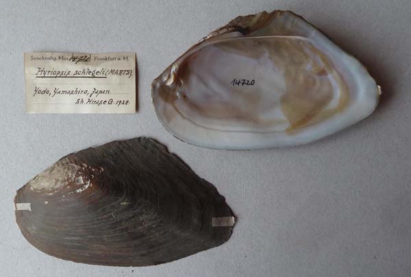 specimen