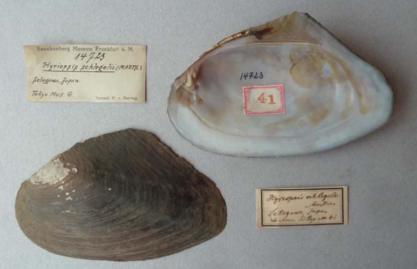 specimen