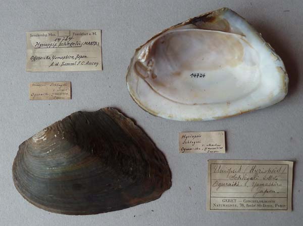 specimen