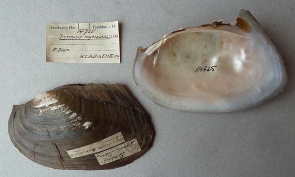 specimen