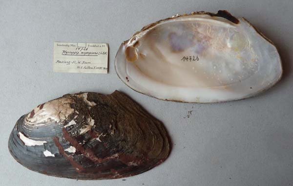 specimen
