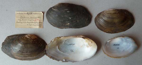 specimen