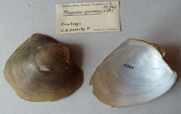 specimen