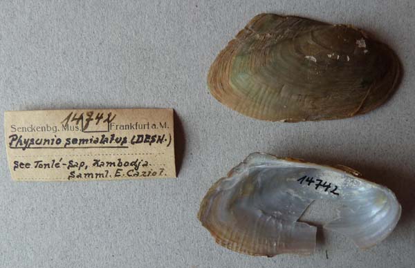 specimen