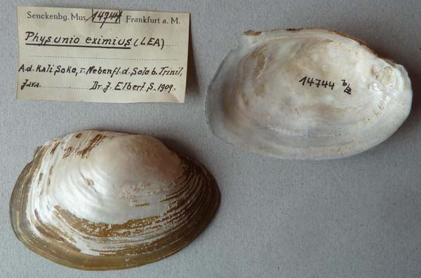 specimen