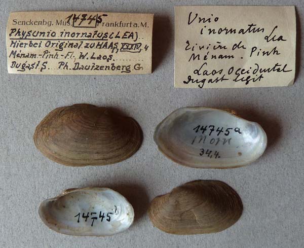 specimen