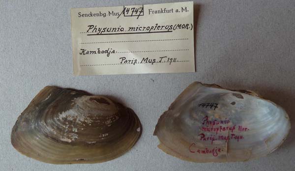 specimen