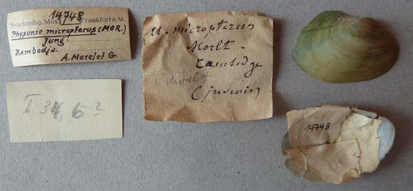 specimen