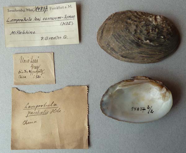 specimen