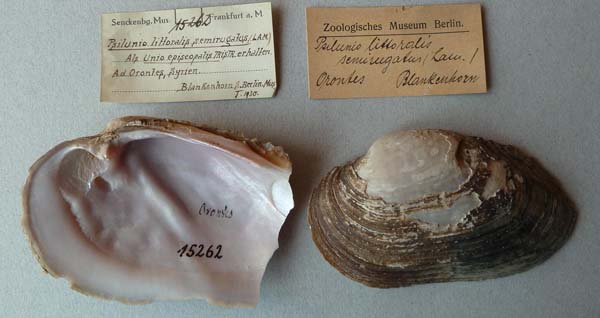specimen