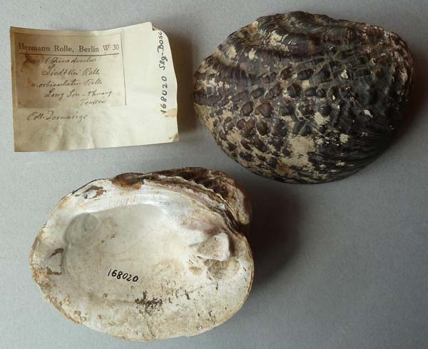 specimen