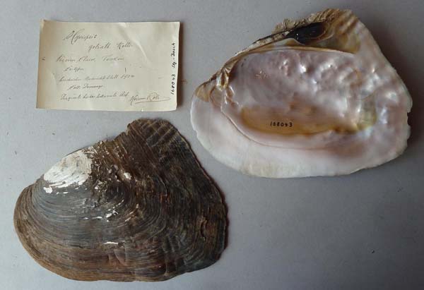 specimen
