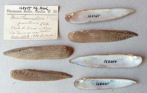 specimen
