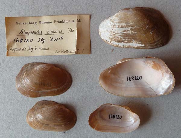 specimen