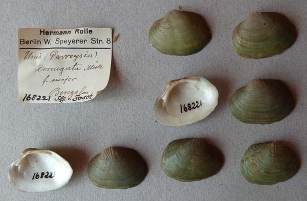 specimen